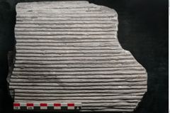 Foto (Detailansicht) von Sigillaria sp.  (NHMW-GEO-2024-0188-11176)